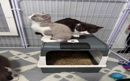 British Shorthair cats for sale: quality kittens gccf registered - Image 2