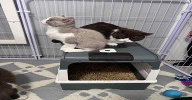 British Shorthair cats - Advert 15