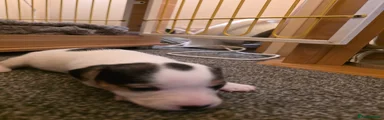Jack Russell Puppy 5