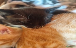 Domestic Shorthair cats for sale: Adorable kittens for sale - Image 12