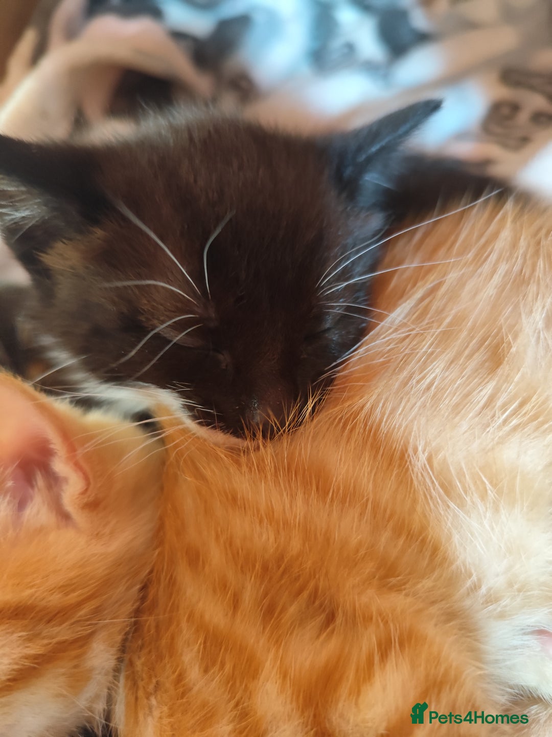 Domestic Shorthair cats for sale: Adorable kittens for sale - Image 12
