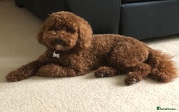 Miniature Poodle dogs for stud: Proven apricot miniature poodle in Sutton Coldfield - Image 4