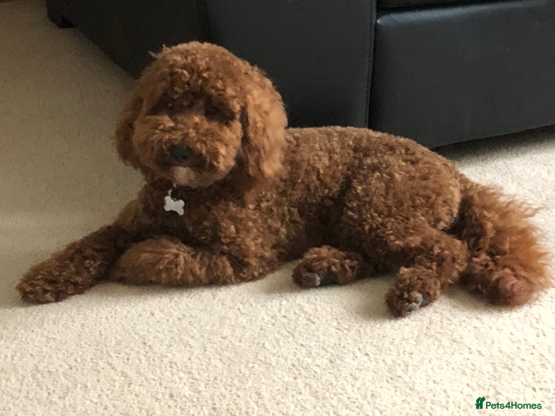 Miniature Poodle dogs for stud: Proven apricot miniature poodle in Sutton Coldfield - Image 4
