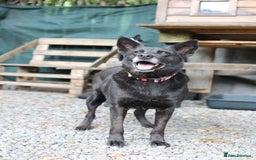 Mixed Breed dogs for adoption: 💖🐶 MARY 🐶💖 - Image 28