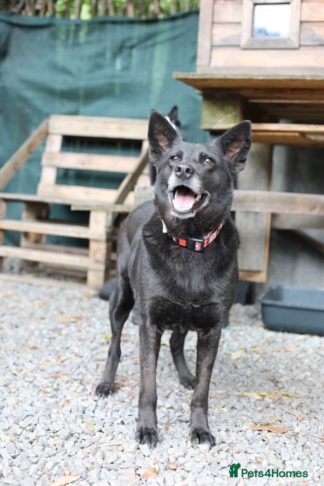 Mixed Breed dogs for adoption: 💖🐶 MARY 🐶💖 - Image 28