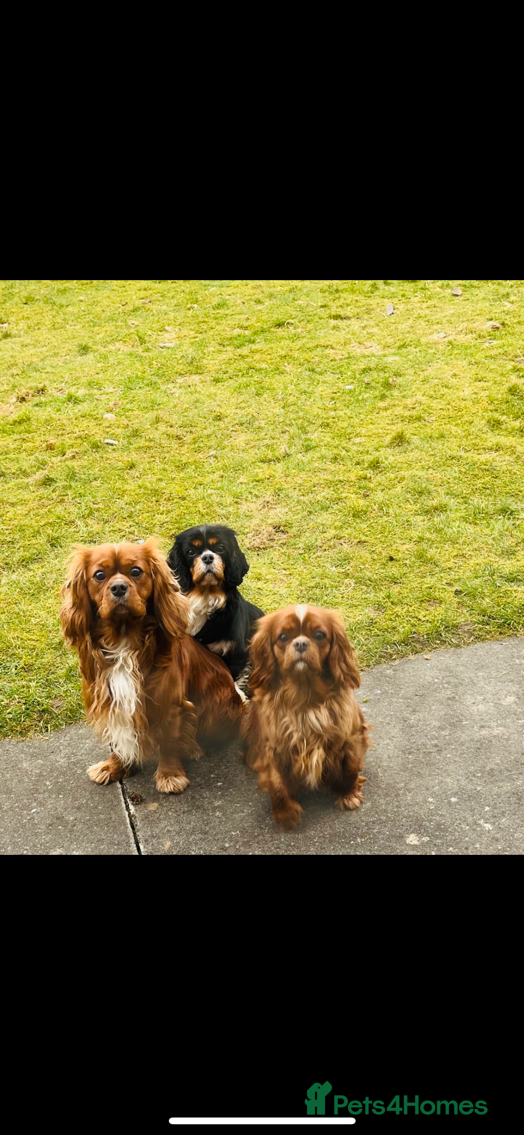 Cavalier King Charles Spaniel dogs for sale: Health tested KC REG cavalier King Charles  - Advert 9