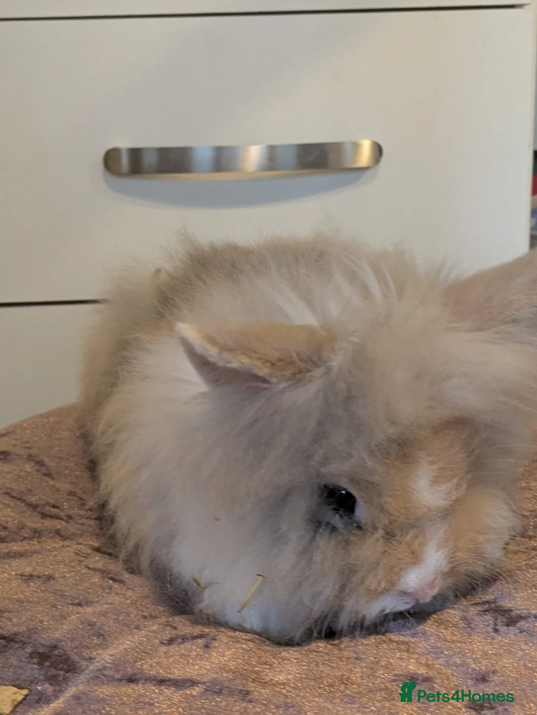 Lionhead rabbits for sale: Double main lionhead rabbits  - Advert 2