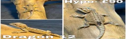 Bearded Dragon reptiles for sale: Bearded Dragons Ready To Reserve - Advert 12