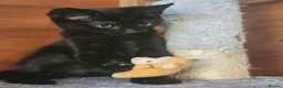 Mixed Breed cats for sale: Half Bengal Kittens - Advert 16
