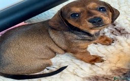 Dachshund dogs for sale: Miniature Smooth Haired Dachshund - Image 3