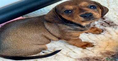 Dachshund dogs - Advert 1