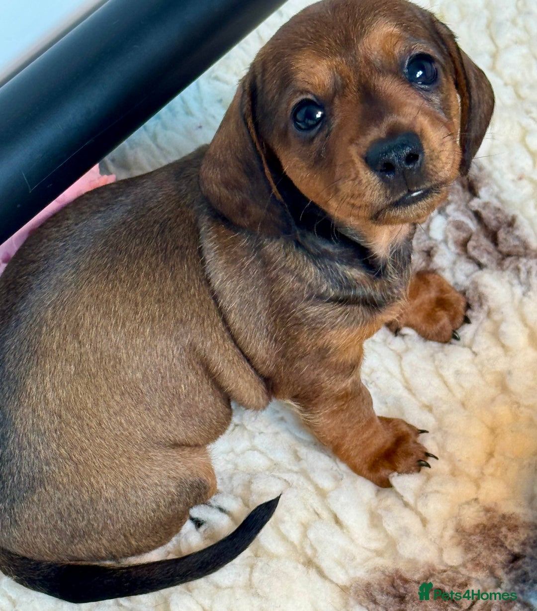 Dachshund dogs for sale: Miniature Smooth Haired Dachshund - Image 3