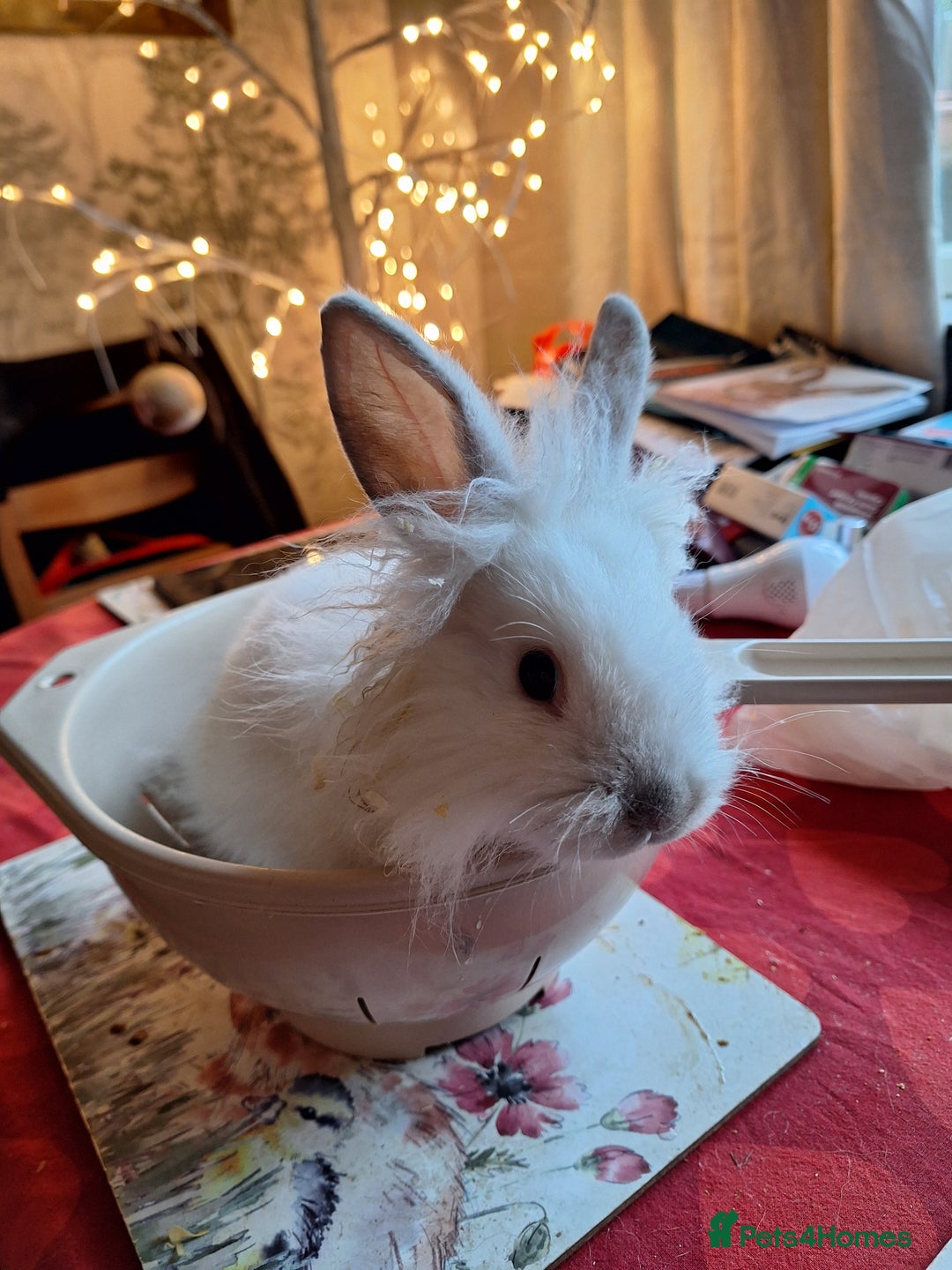 Lionhead rabbits for sale: Gorgeous little lionhead girl - Advert 1