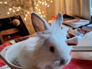 Lionhead rabbits Gorgeous little lionhead girl - Advert 1