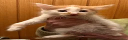 Maine Coon cats for sale: Gorgeous Maine Coon kittens looking for homes - Advert 6
