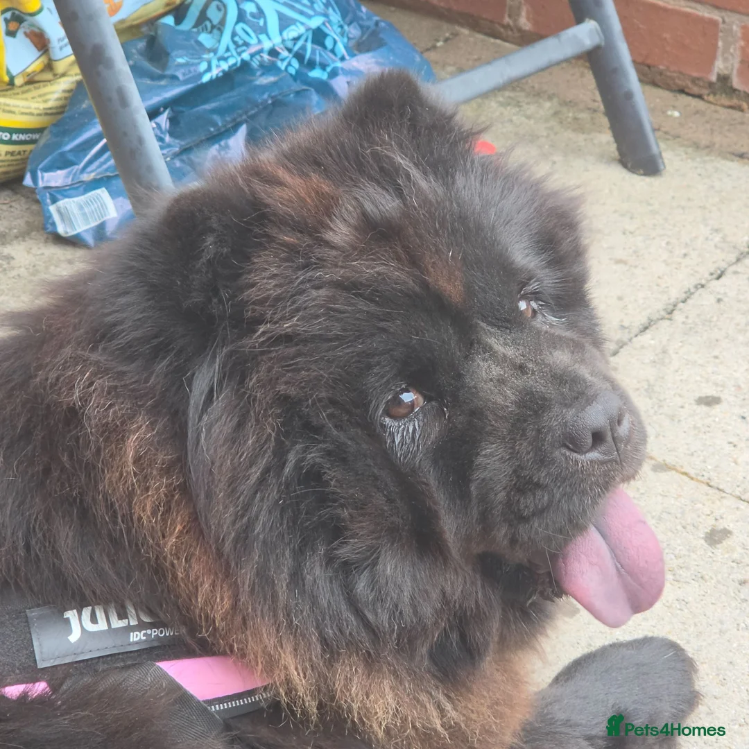 Chow Chow dogs for sale: DWKC Registered Black Female Chow Chow – 4 years. - Advert 1