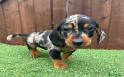 Dachshund dogs for sale: 5 beautiful dachshund puppies available !!!!!! - Image 6