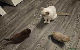 Scottish Fold cats for sale: SF 2 males available  - Image 9