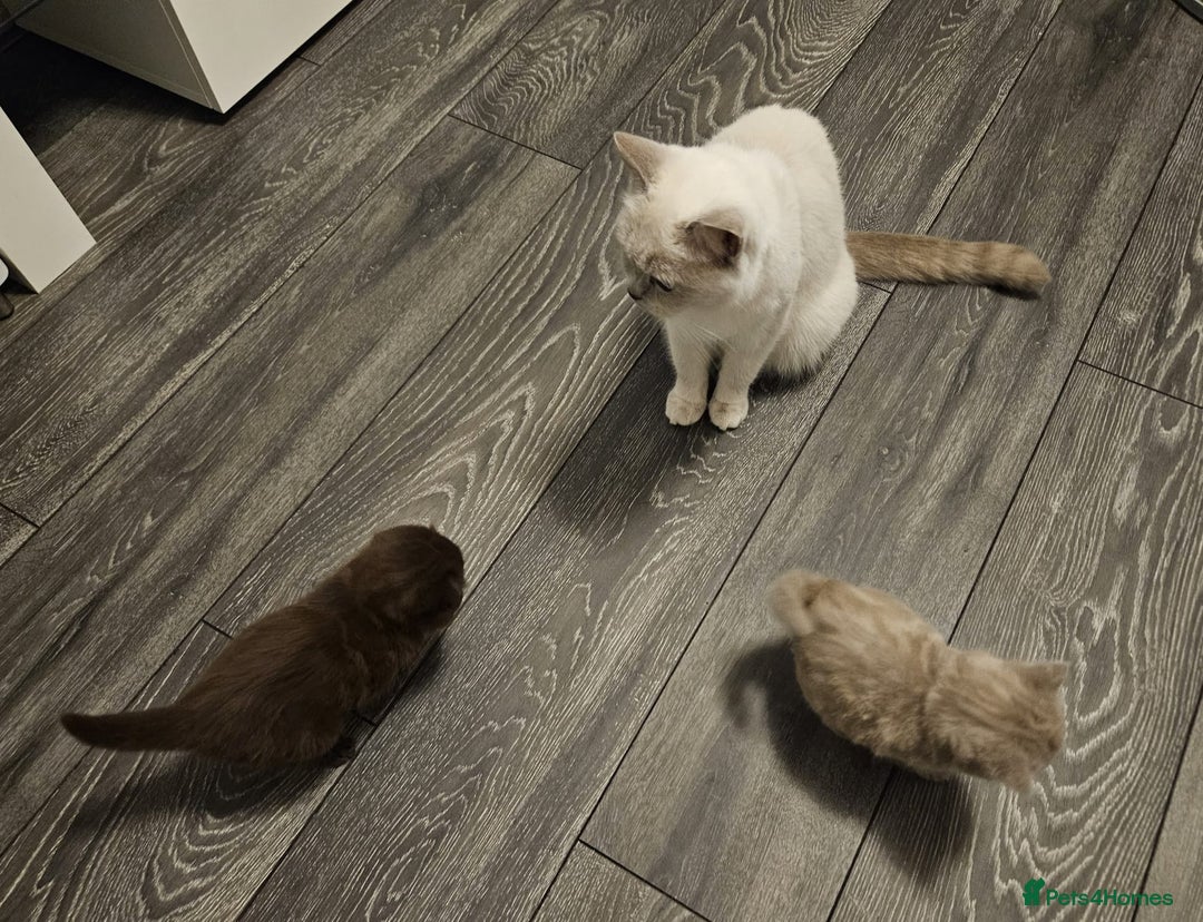 Scottish Fold cats for sale: SF 2 males available  - Image 9