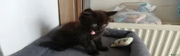 Mixed Breed cats for sale: 5 cuties looking for new forever homes - Advert 25