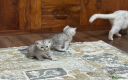 British Shorthair cats for sale: 2 TICA registered BSH kittens  - Image 15