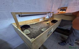 Tortoise reptiles for sale: Breeding Pair of 5 Tortoises 4 Female 1 male  in Ruislip - Image 10