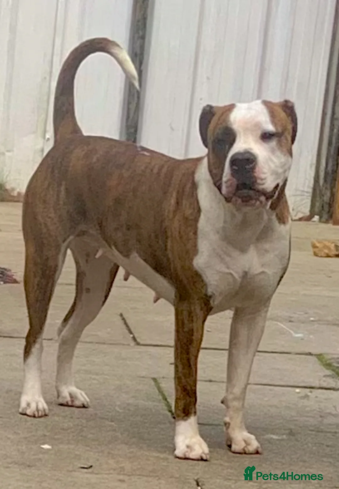 American Bulldog dogs for sale: Bella - Advert 4