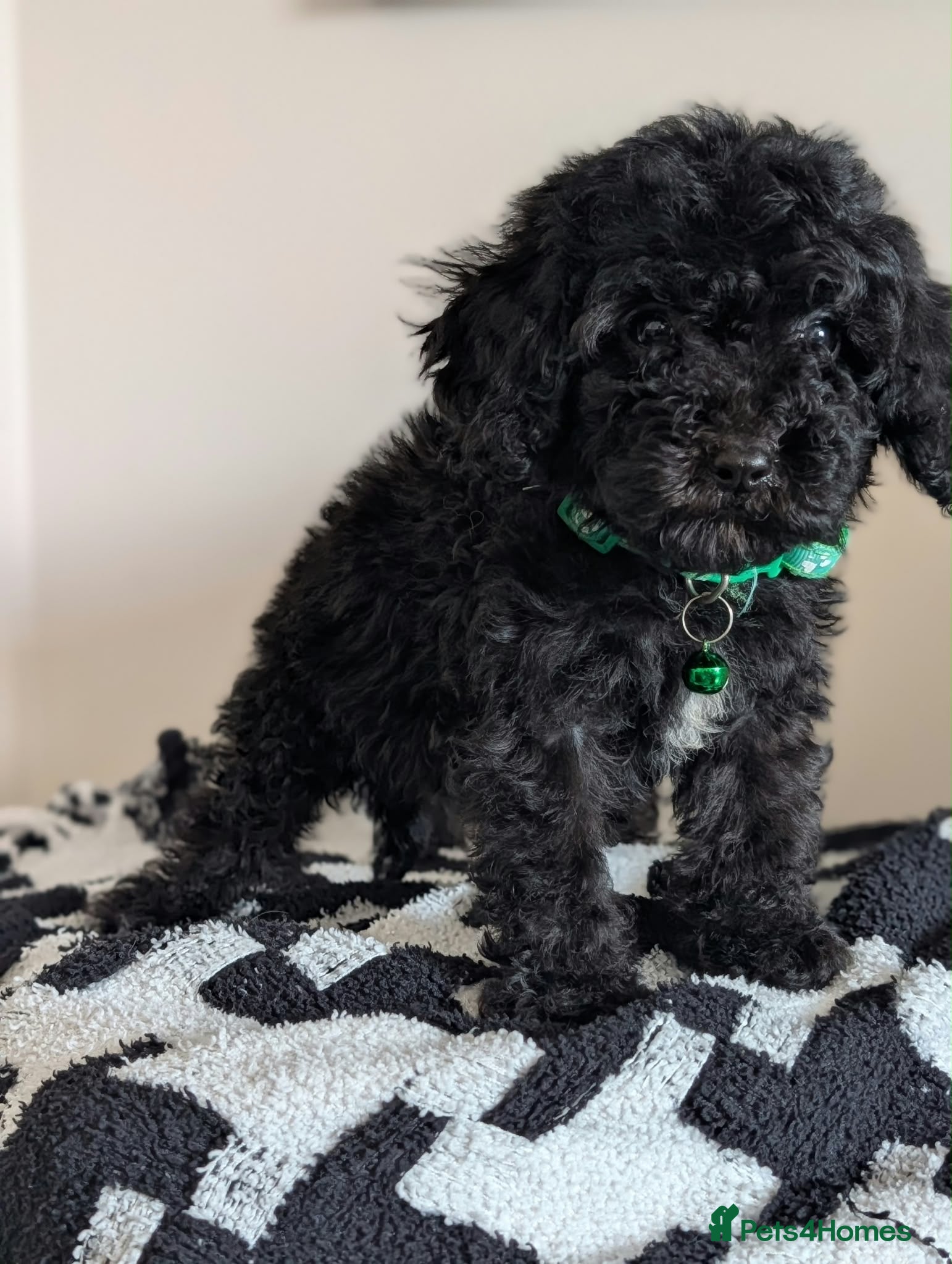 Cavapoochon dogs PRA Clear Genetically Tested Cavapoochons Ready - Advert 2