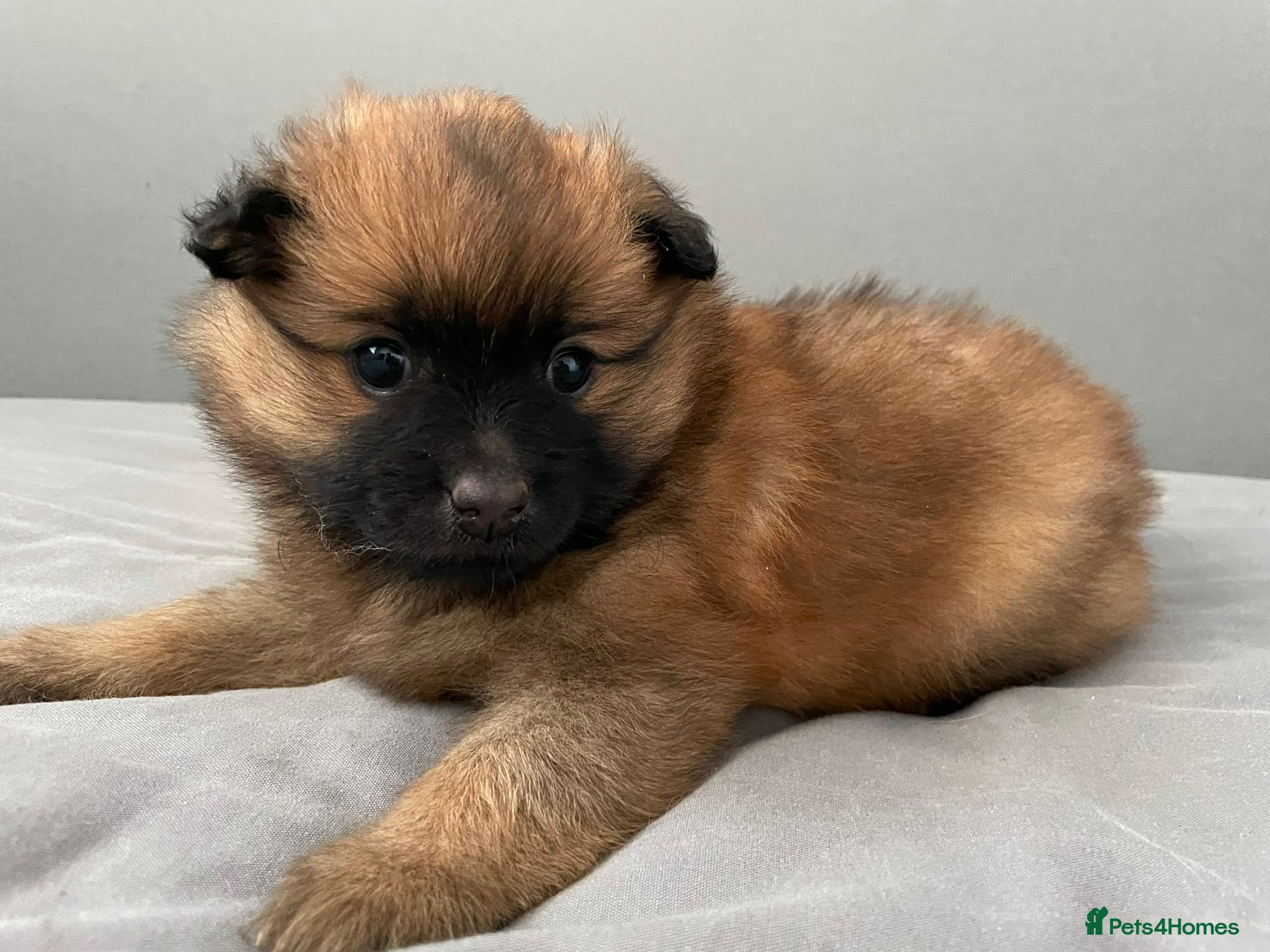 Pomeranian dogs Pomeranian puppies for sale  - Advert 18
