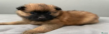 Pomeranian 3
