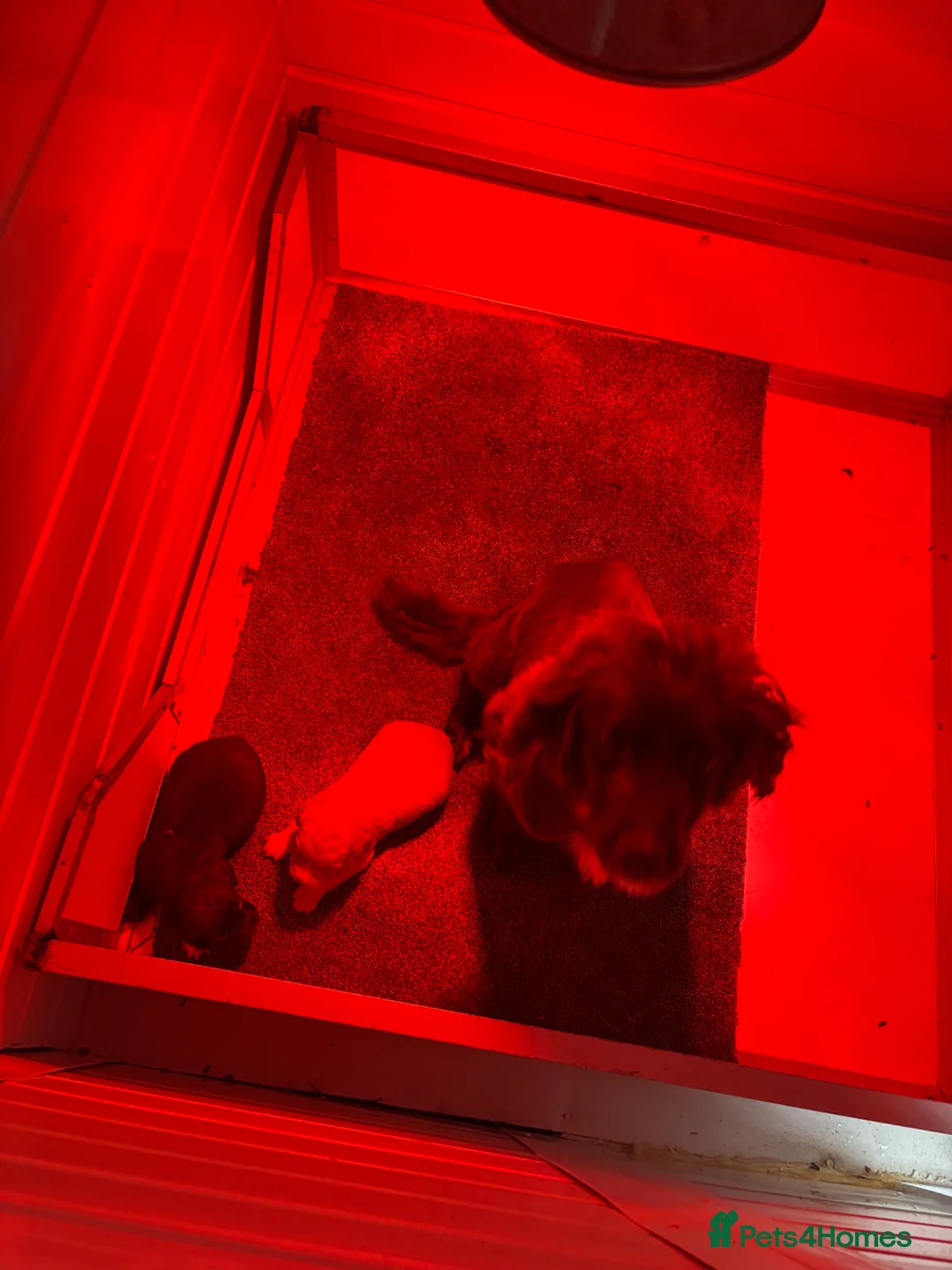 Cocker Spaniel dogs for sale: Cocker spaniels puppies  - Advert 1