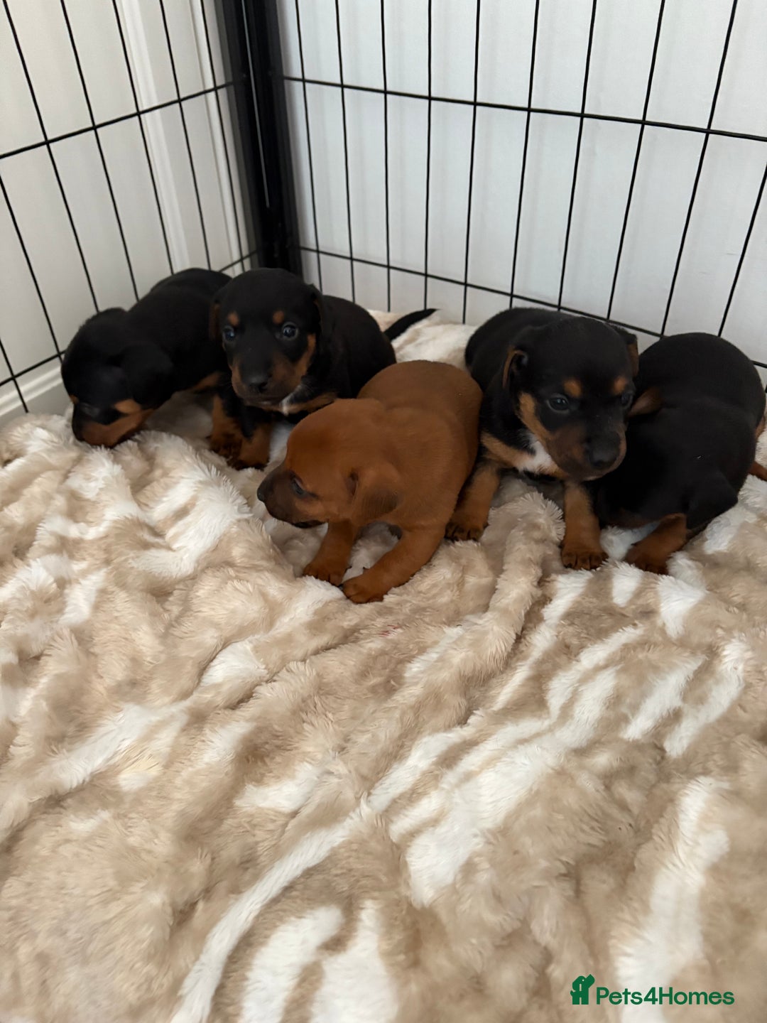 Jack Russell dogs for sale: Miniature jack Russell puppies - Image 7