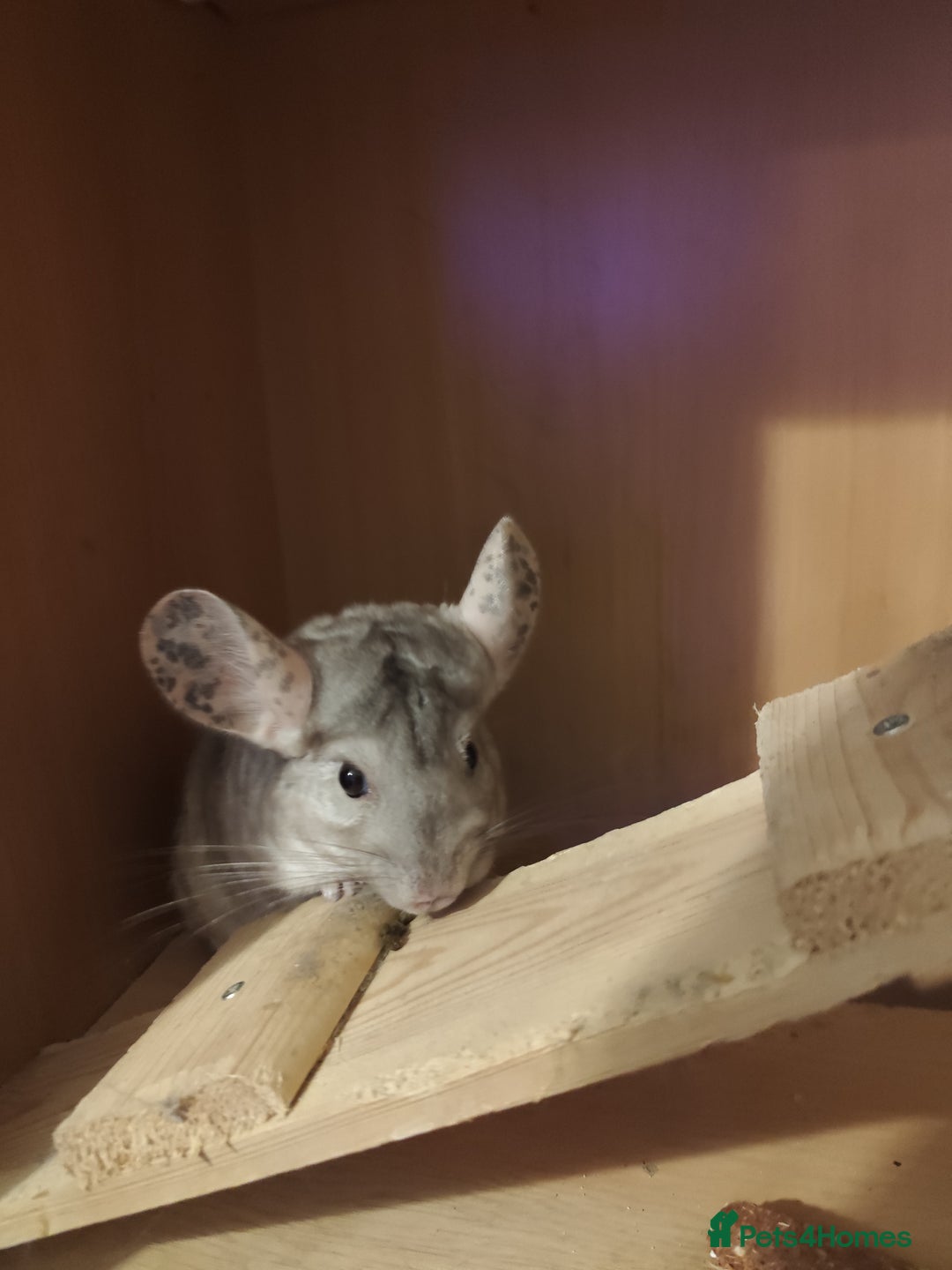 Chinchilla rodents for sale: 3chinchila - Image 2