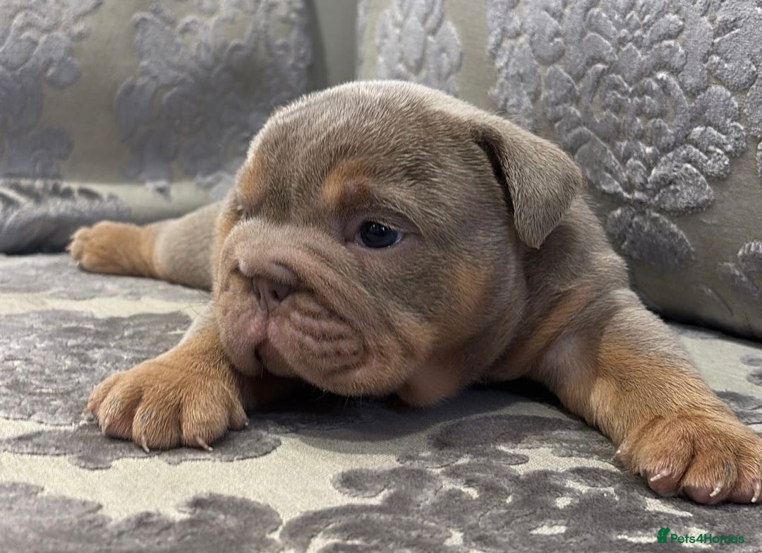 English Bulldog dogs for sale: Chunky English bulldogs  - Image 5