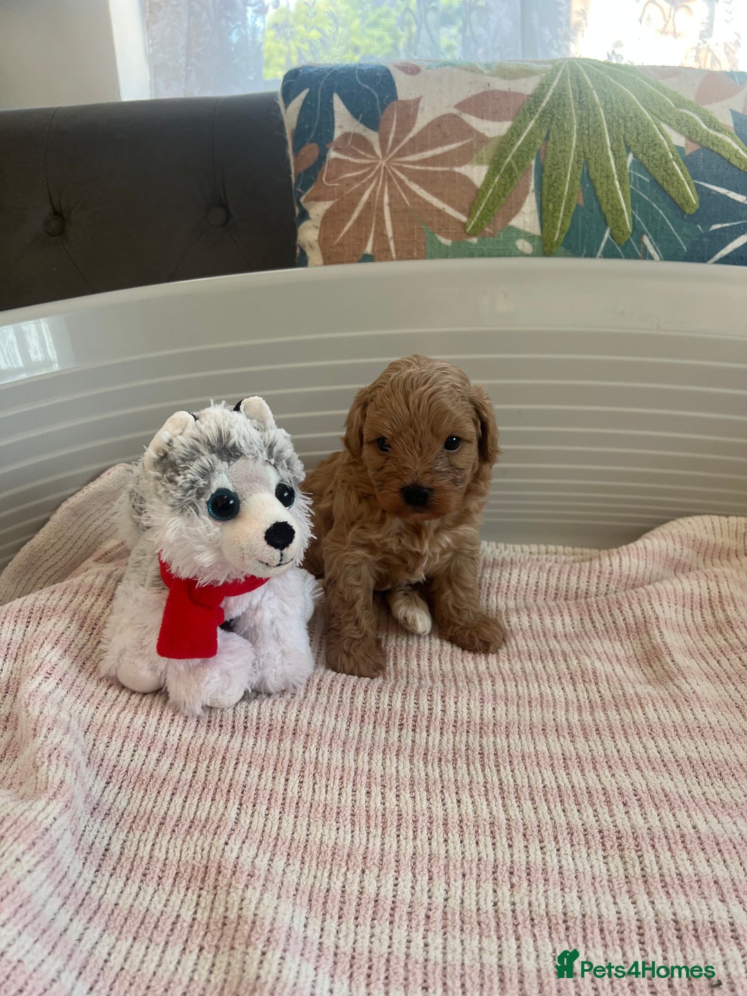 Maltipoo dogs for sale: Gorgeous Maltipoo Puppies - Image 13