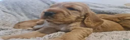 Cocker Spaniel dogs for sale: 3 golden Cocker Spaniels  - Advert 8