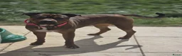 Mixed Breed dogs for sale: Loving new home needed  in Huntingdon - Advert 3