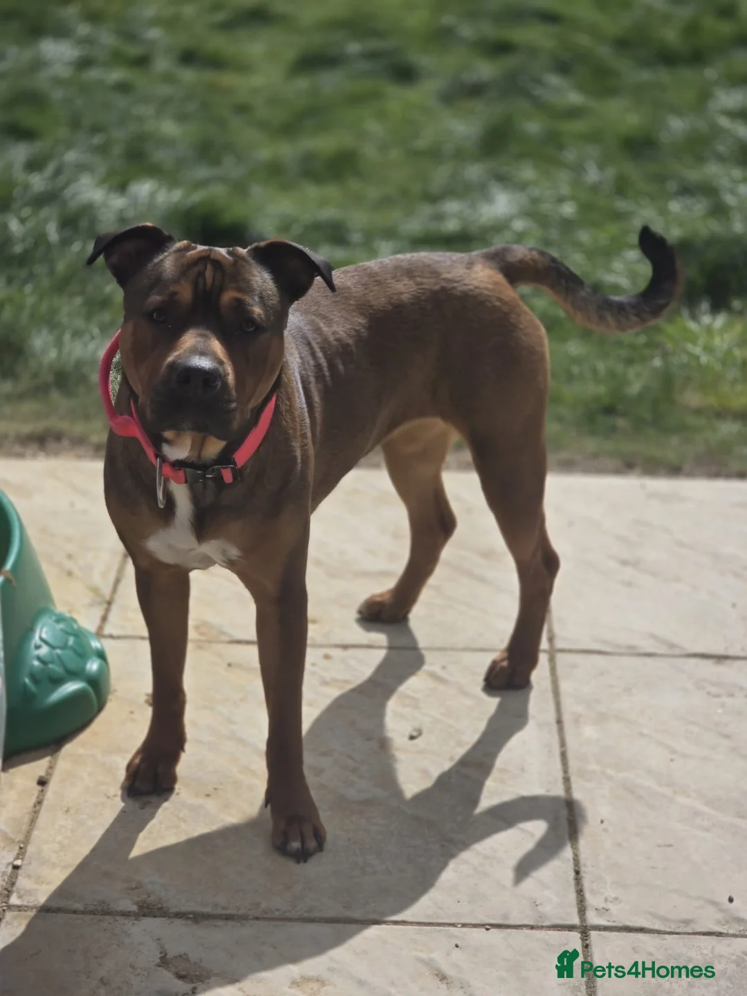 Mixed Breed dogs for sale: Loving new home needed  in Huntingdon - Advert 3