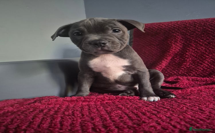 Staffordshire Bull Terrier dogs - Advert 3