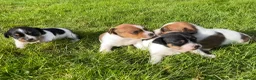 Jack Russell dogs for sale: Beautiful Jack Russell Terrier Puppies Available in Munlochy - Advert 2