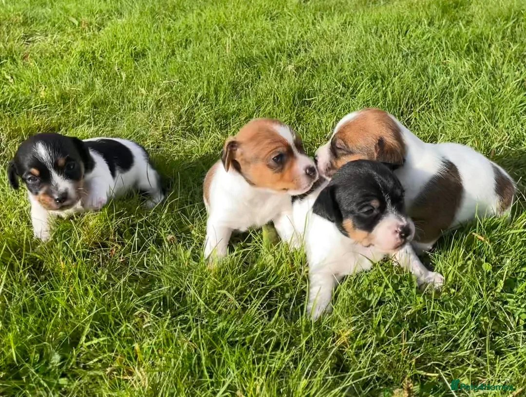 Jack Russell dogs for sale: Beautiful Jack Russell Terrier Puppies Available in Munlochy - Advert 2