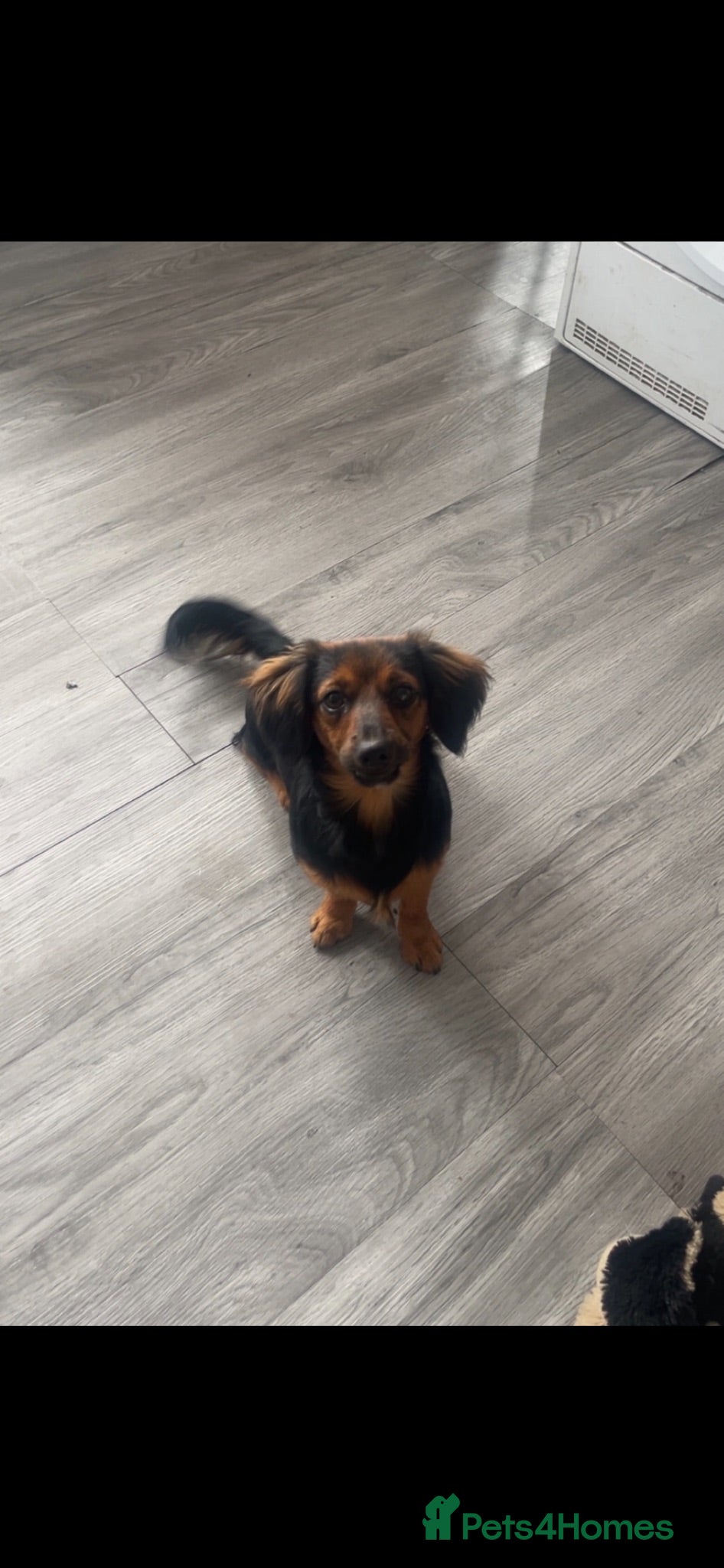 Mixed Breed dogs Female Dachshund Cross Looking for a Loving Home  - Advert 10