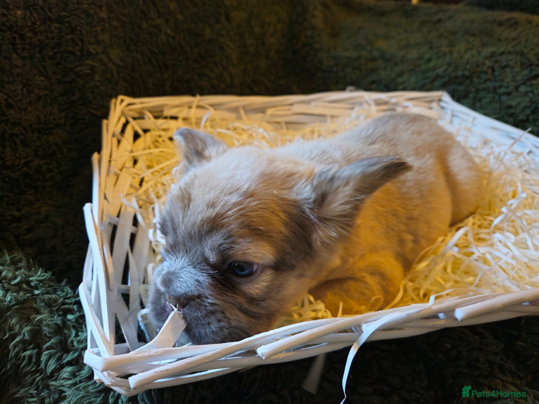 French Bulldog dogs for sale: KC French bulldogs READY FOR THEIR FOREVER HOME 💙 - Advert 20