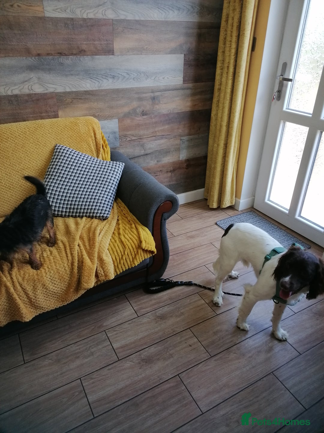 English Springer Spaniel dogs for adoption: 💙🐶 ARLO 🐶💙 - Image 20