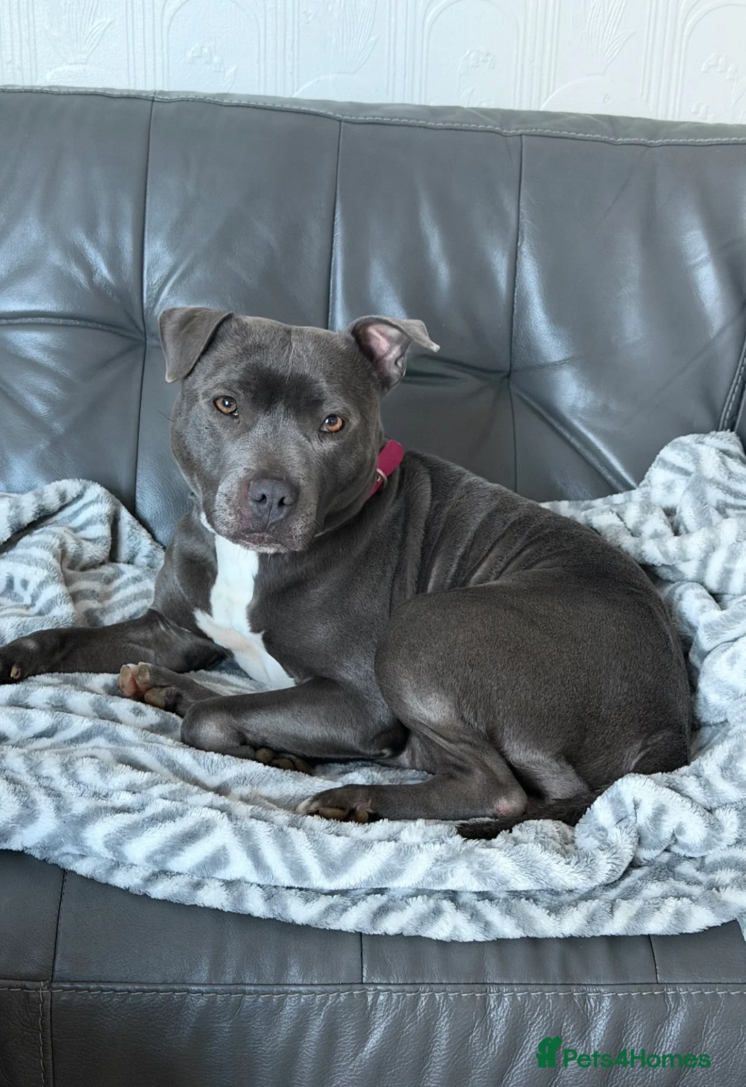 Staffordshire Bull Terrier dogs for sale: Beautiful Female Staff for sale - Advert 3
