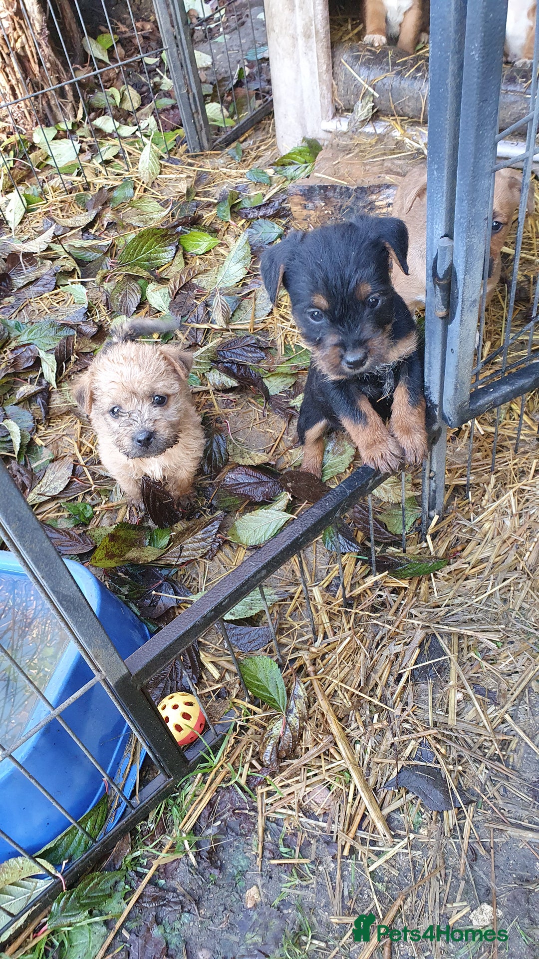 Mixed Breed dogs for sale: Gorgeous  terrier  puppies! - Advert 5