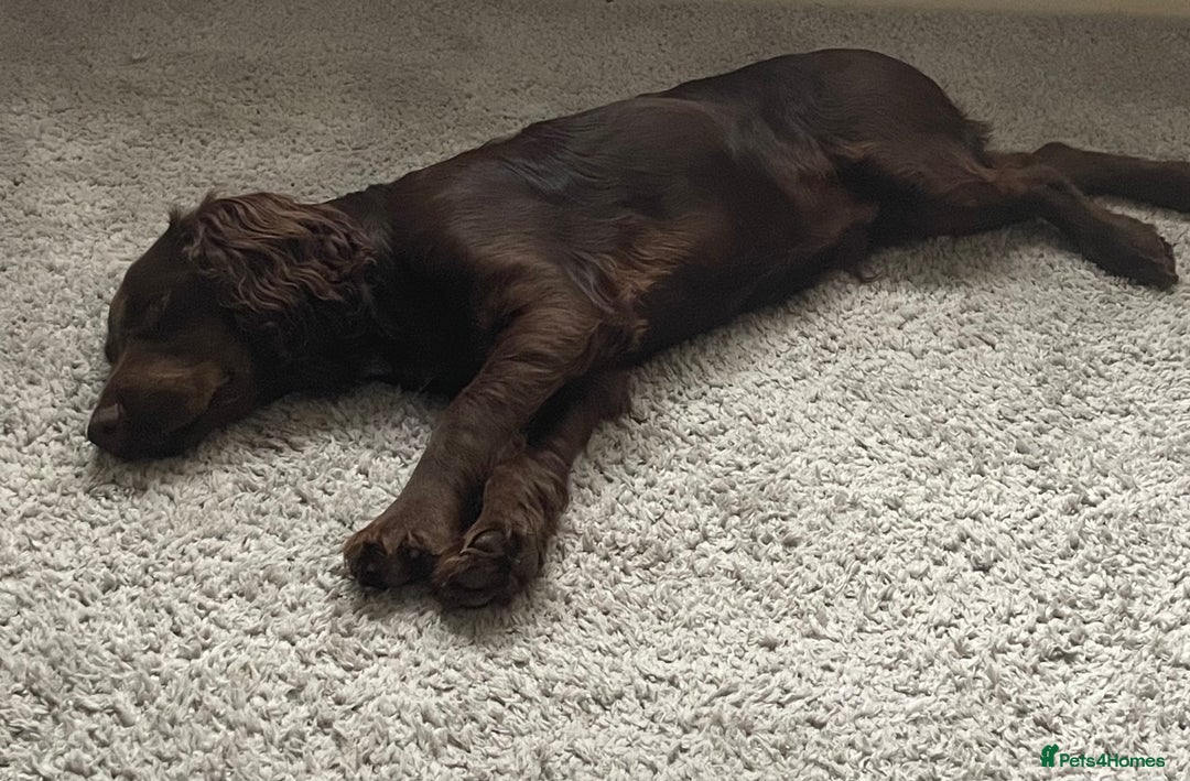 Cocker Spaniel dogs for sale: Beautiful working cocker spaniel - Advert 5