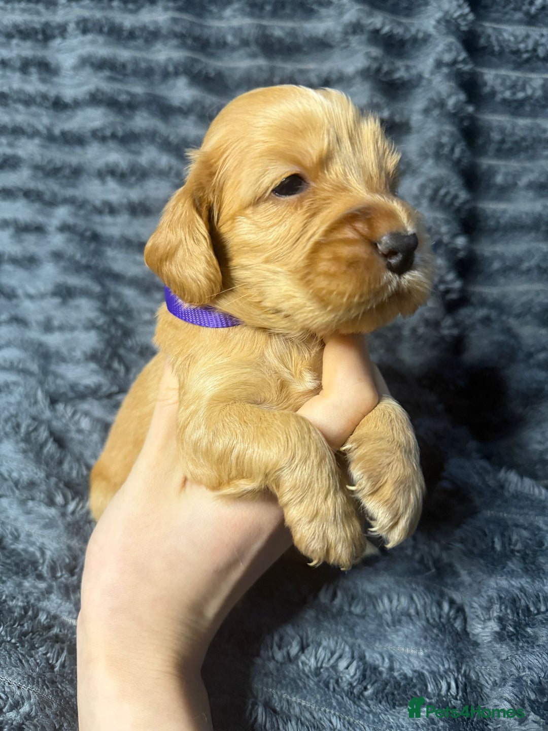 Cockapoo dogs for sale: F1 RARE VILLASPANIOL CHAMPION LINE  COCKAPOOS  - Advert 10