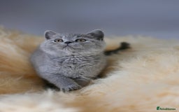 British Shorthair cats for sale: GCCF reg blue kittens  - Image 20
