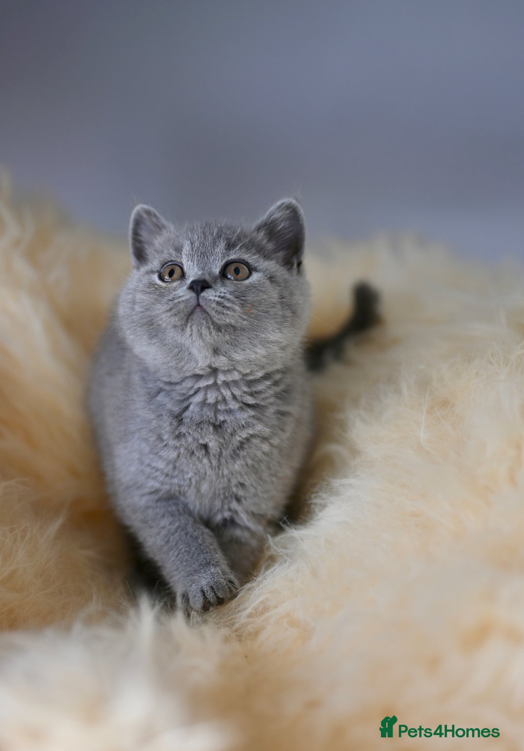 British Shorthair cats for sale: GCCF reg blue kittens  - Image 20